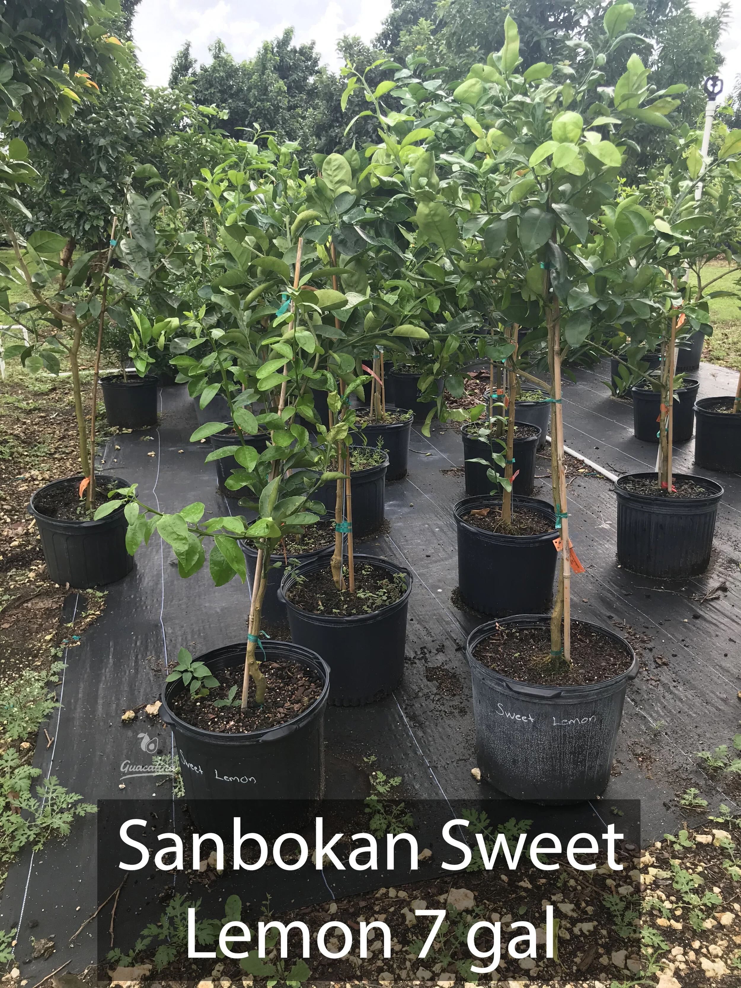 Sanbokan Sweet Lemon — Guacalina Nursery & Broker